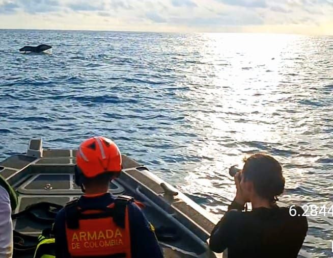 La Armada Nacional lideró el rescate de una ballena en el pacífico colombiano que se encontraba atrapada por una malla en su cola.