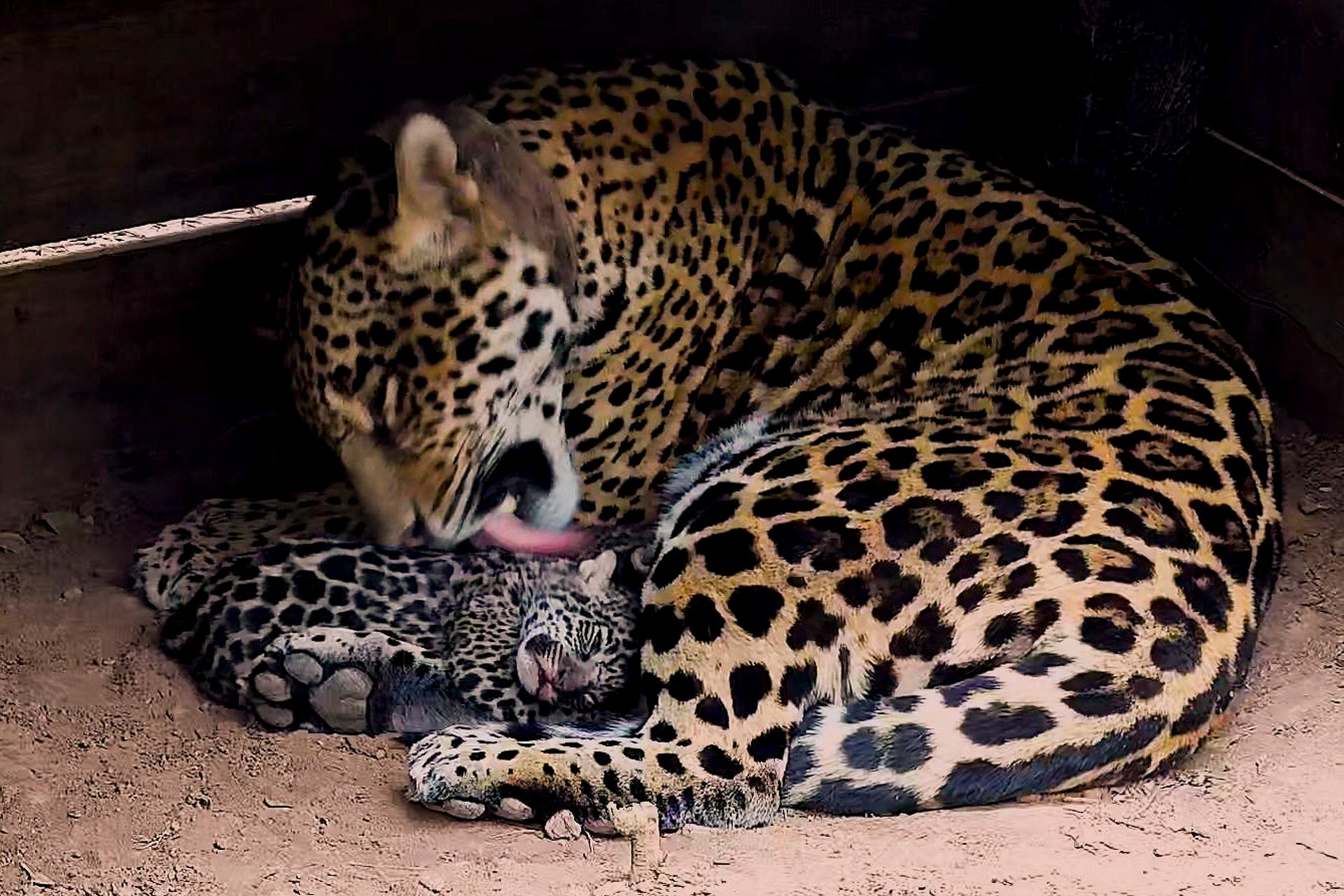 Esta fotografía de una cámara trampa distribuida el 9 de octubre de 2022 por la Fundación Rewilding Argentina muestra a un yaguareté o jaguar (Panthera onca) llamado Mbarete con su cachorro.