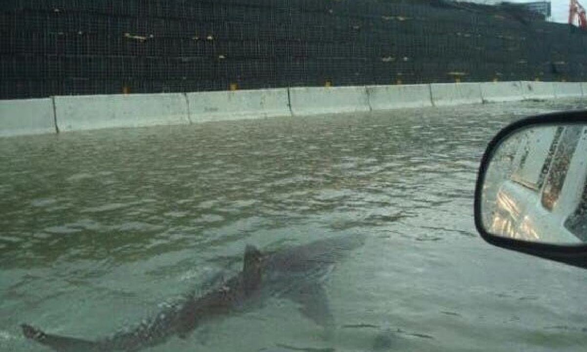 Huracán Ian arrastró a tiburón hasta calles de Florida