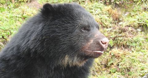 El oso de anteojos es el guardián de Chingaza, uno de los ecosistemas de la cuenca del río Bogotá.