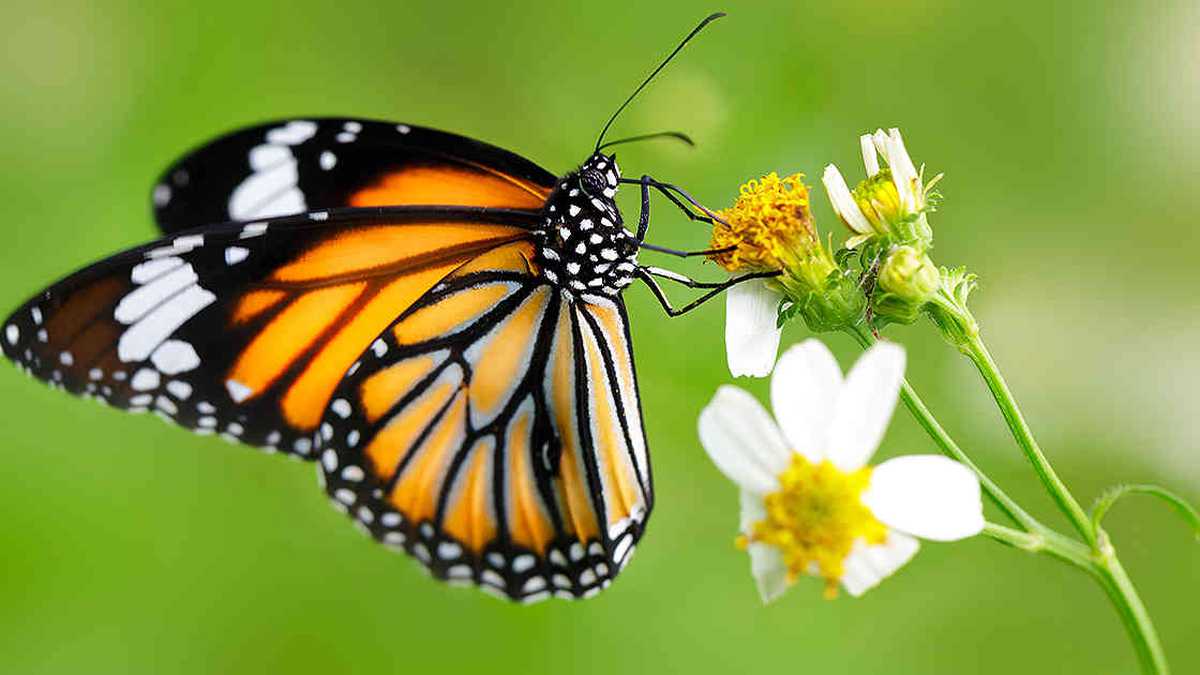 En América del Norte, millones de mariposas monarca realizan la migración más larga de todas las especies de insectos conocidas por la ciencia.