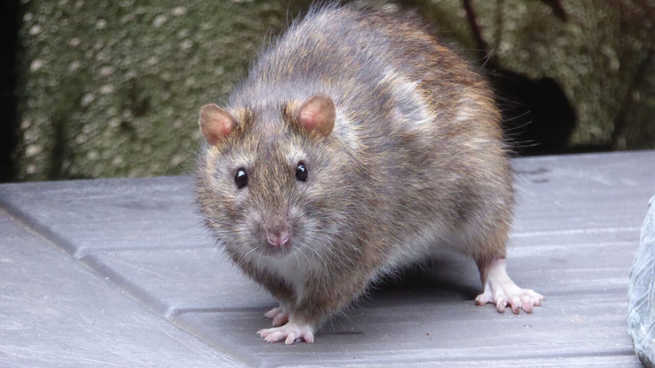Cuando hay presencia de ratas en el hogar, lo más normal es que dejen su orina y heces en muchas partes.