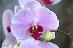 Loas orquídeas destacan por su llamativos colores y formas particulares.