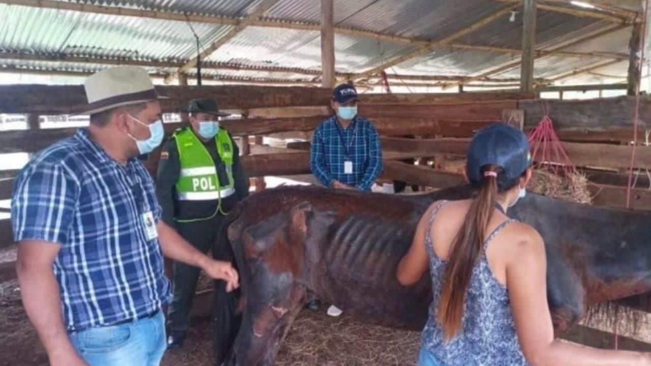 Fiscalía informa dos casos de maltrato animal hacia caballos.