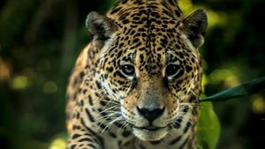 Encounter with a Jaguar Panthera Onça. The jaguar (Panthera onca) is a big cat, a feline in the Panthera genus, and is the only extant Panthera species native to the Americas.