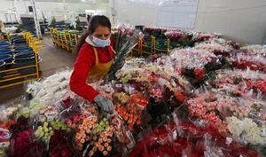 Producción y comercialización de flores en Tocancipá  Ayurá S.A.S.
Feb 3 del 2021
Foto Guillermo Torres Reina / Semana