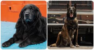Fito y Daky los perros rescatistas del Cuerpo de Bomberos de Bogotá que ahora buscan ser adoptados.