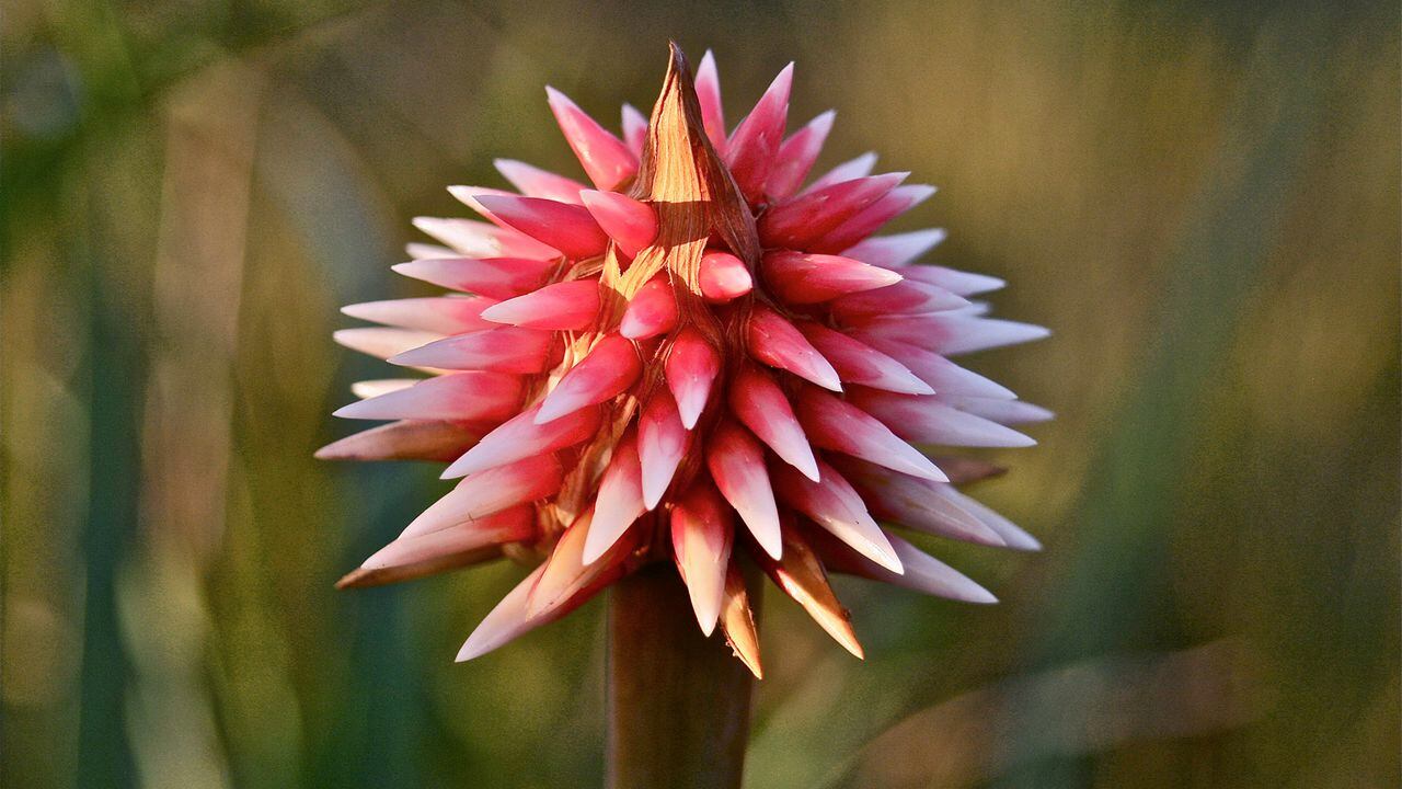Según la leyenda indígena, por un desamor, la princesa Inírida fue convertida en esta flor. Una especie endémica e icónica de todo el Guainía.