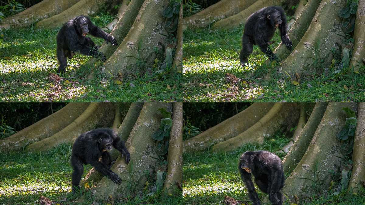 (COMBO) This set of undated photos released by the University of St Andrews on September 6, 2022 shows chimpanzees drumming on a tree in the Budongo Forest in Uganda.  - Chimpanzee drummers puff out their chests and shriek before stepping up into their groups and striking with the force of their signature rhythm so everyone can see who's playing.  A new study published on September 6, 2022 found that chimpanzees not only have their own patterns, some prefer the rhythms of live rock while others prefer a freeform like jazz, but they also know how to mask their signature sound in case they don't want to.  reveal their location.  (Photo by Adrien Soldati/University of St Andrews/AFP) / Restricted in editorial use - mandatory accreditation "Photo by AFP/University of St Andrews/Adrian Soldati" - No marketing or advertising campaigns - distributed as a service to customers