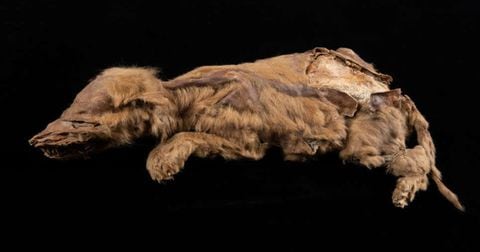 Cachorro de lobo de 57.000 años encontrado congelado en Canadá.