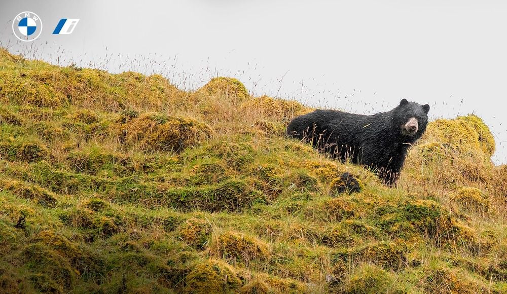 El oso de anteojos fue capturado por las cámaras de dos fotógrafos especializados en la vida silvestre, quienes se encargaron de hacer el cortometraje “Silencio” para BMW. El escenario fue el Parque Nacional Chingaza, refugio de flora, fauna y fábrica de agua para Bogotá y 11 municipios más.