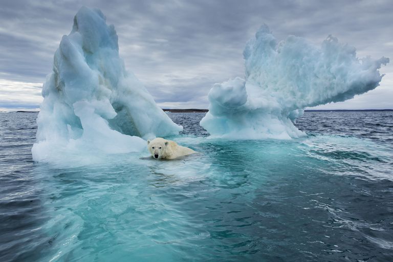 Canadá, Territorio de Nunavut, Repulse Bay, el oso polar (Ursus maritimus) nadando junto al derretimiento del iceberg cerca del Círculo Polar Ártico en la Bahía de Hudson