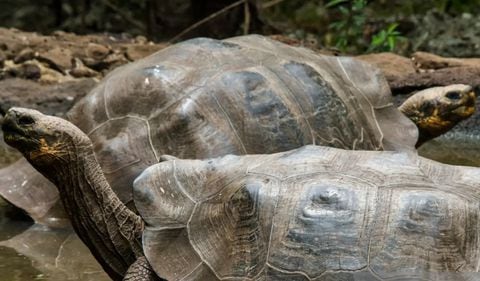 Aparecen muertas varias tortugas gigantes en Islas Galápagos en Ecuador