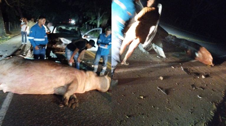 Accidente con hipopótamo en Antioquia.