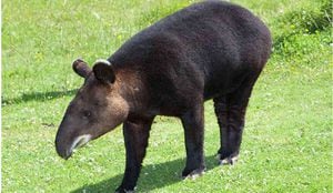 El tapir andino o danta de páramo se encuentra en la zona de montaña de Colombia, Ecuador y Perú. 