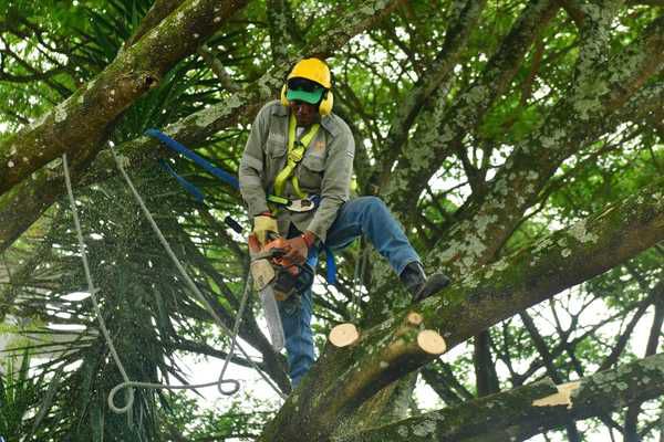 Solo el Dagma y la CVC están autorizados para realizar talas de árboles.