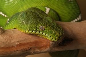 Las serpientes muerden para cazar o como método de defensa. Corallus batesii, conocida como boa esmeralda, no es venenosa. Comunidad Peña Roja, Puerto Santander, Amazonas.