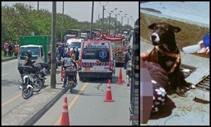 Mujer pierde la vida en un accidente de tránsito en Medellín y su perrita siempre la acompañó
