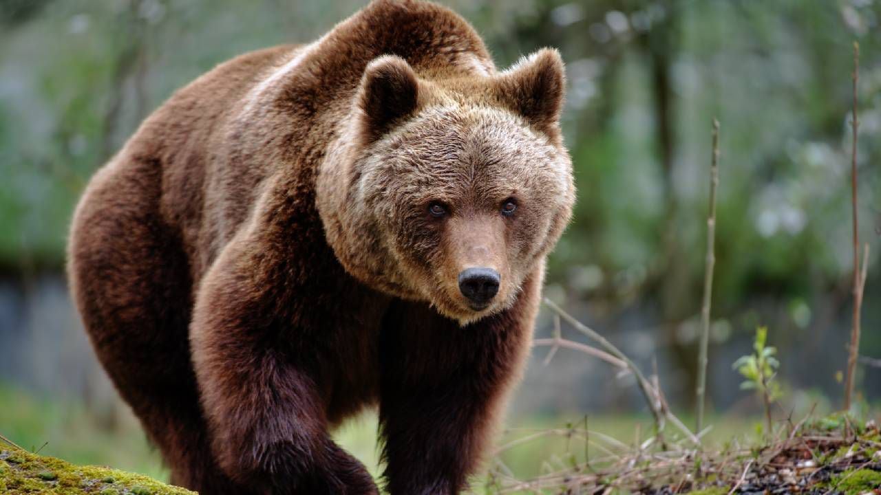 La pareja estaba a un día de abandonar el parque natural cuando un oso la atacó (imagen de referencia).