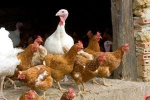¿Qué es la gripe aviar y cómo se contrae?