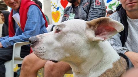 Este 27 de julio se conmemora el Día Internacional del Perro Callejero.