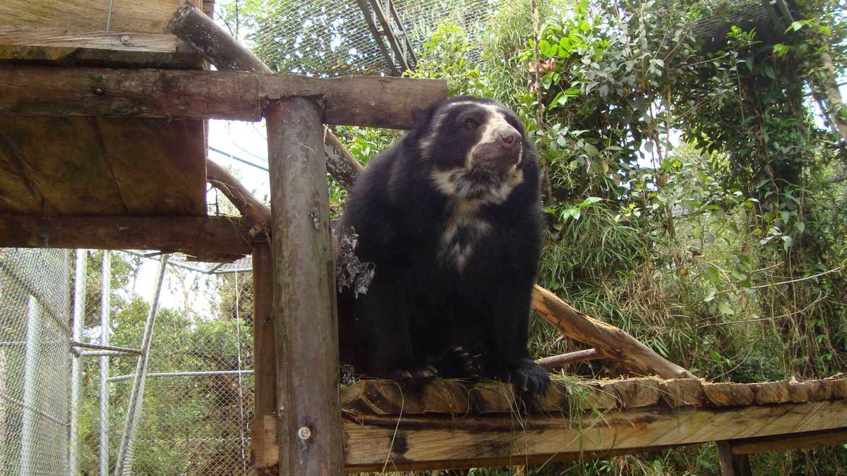 Indígena que mató a oso de anteojos en Saravena tan solo tuvo que arrepentirse para purgar su pena. Foto: Archivo particular.  