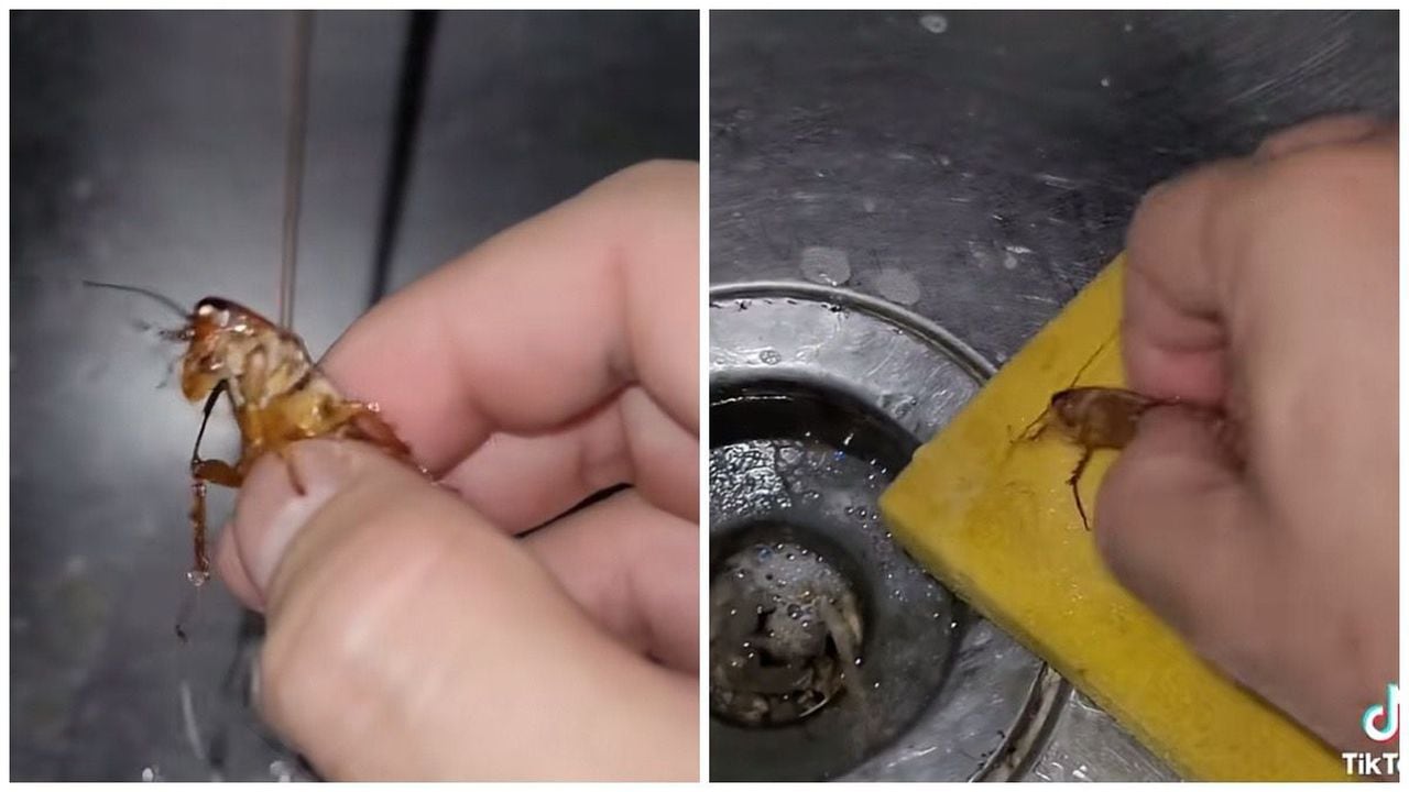 Cucaracha en México
