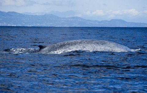 Los rorcuales son también conocidos como la ballena de aleta. Foto: Getty Images