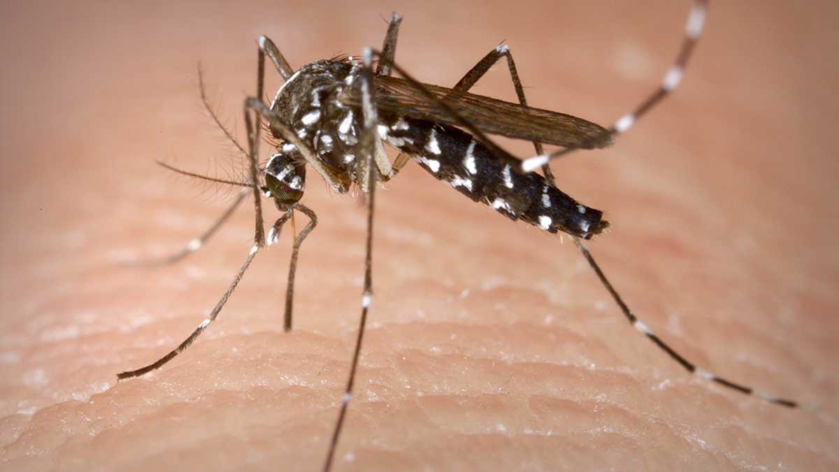 El mosquito Aedes albopictus, uno de los que transmite el virus del chikungunya.