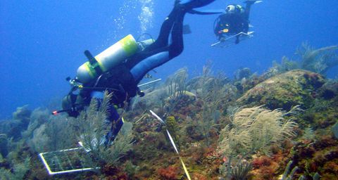 Recuperación de arrecifes de coral en San Andrés, Providencia y Santa Catalina.