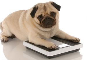 Respecto a las razas de perros que son más propensas a desarrollar obesidad están: labrador, golden retriever, beagle, basset hound, cócker spaniel, pastor collie, pastor alemán y terrier.