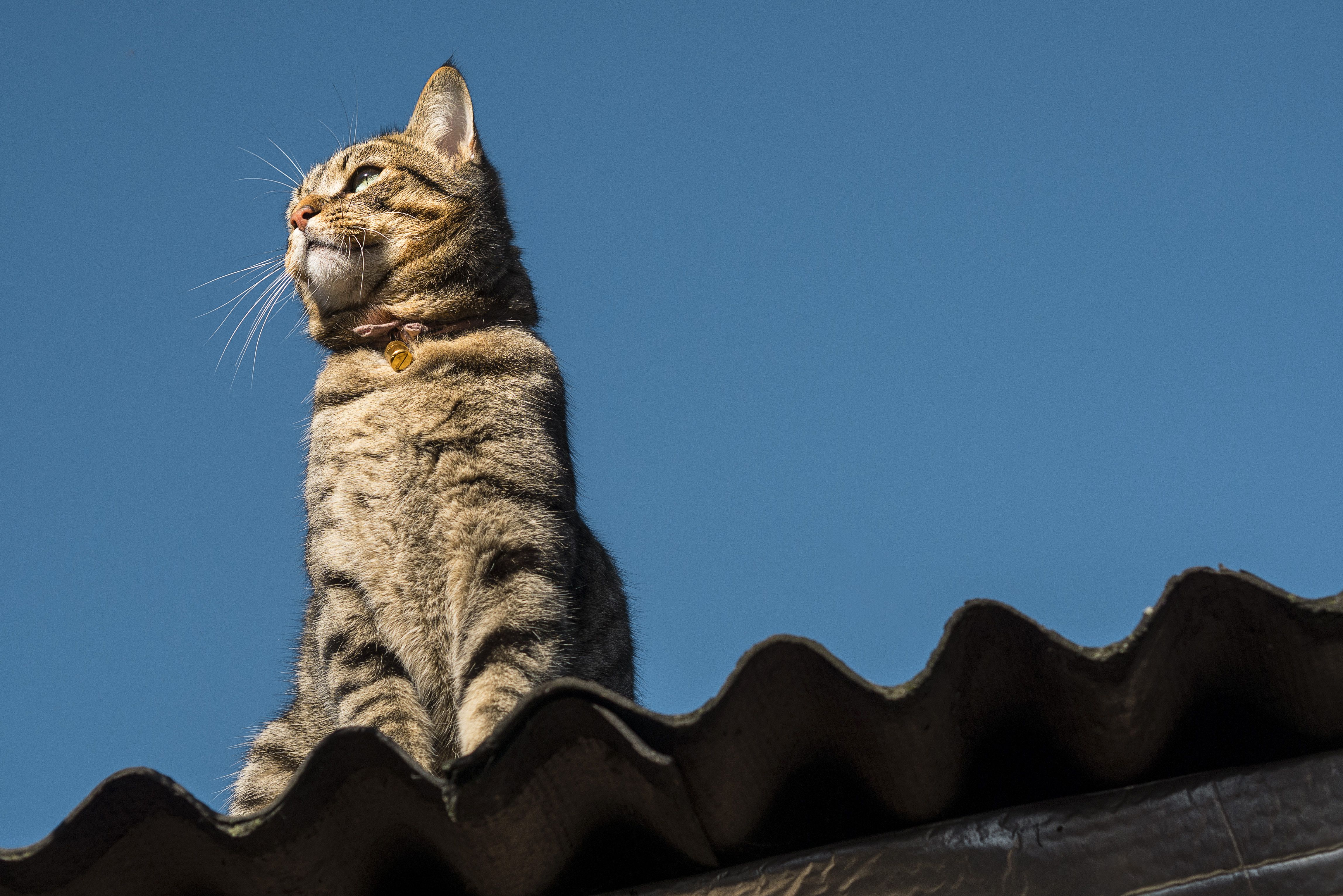 Cómo ahuyentar a los gatos y evitar que se suban al tejado?