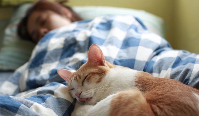 Si es un gato que sale de la casa, sin que el dueño lo sepa, podrían traer con ellos pulgas o garrapatas que se meterían en la cama