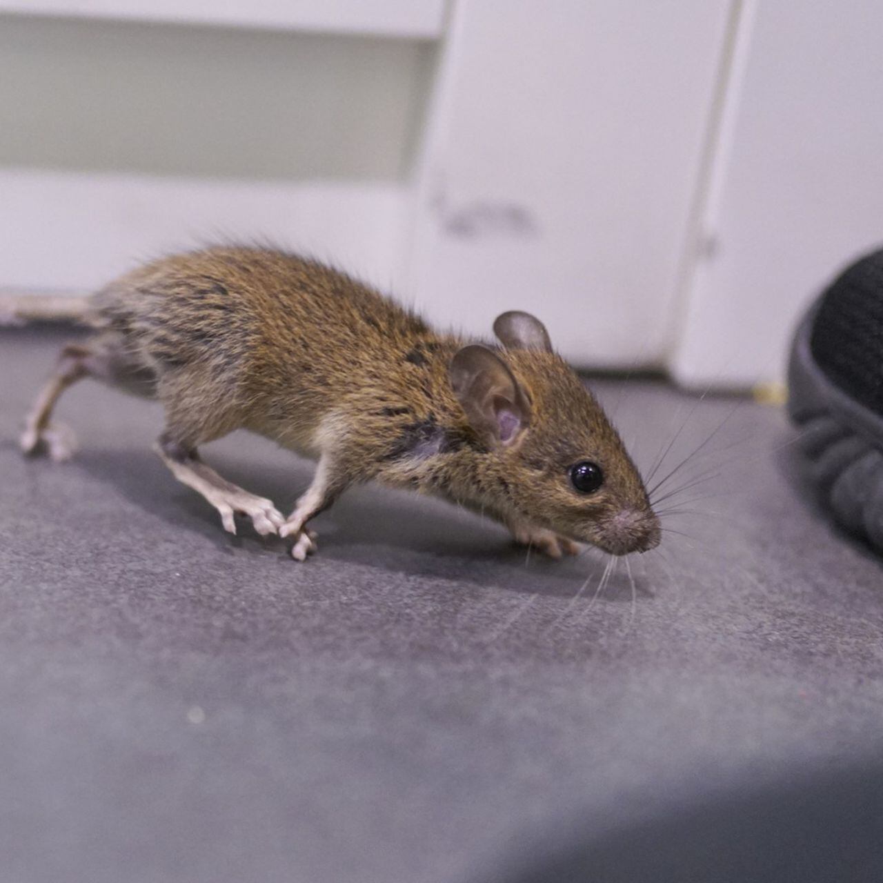 Cómo hacer un veneno casero para eliminar ratas en una casa?