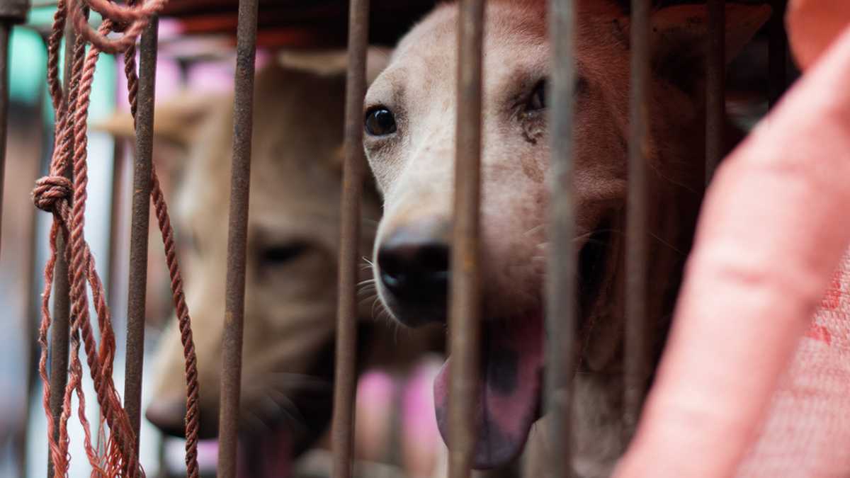 Más de 10.000 canes son asesinados para abastecer la demanda de carne de perro durante el festival de Yulin. 