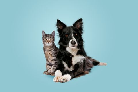Mascotas: perros y gatos
