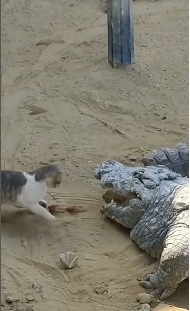 Video | Impresionante este gato se metió a la boca de un cocodrilo