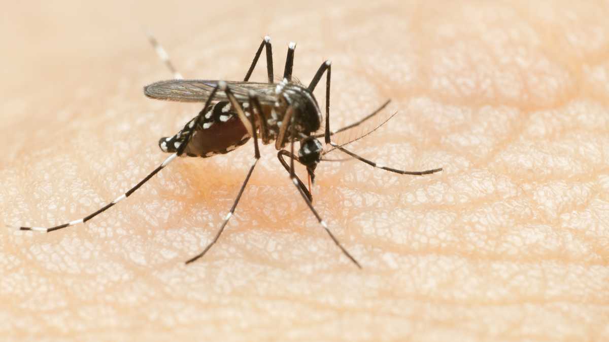 Zancudo transmisor del dengue