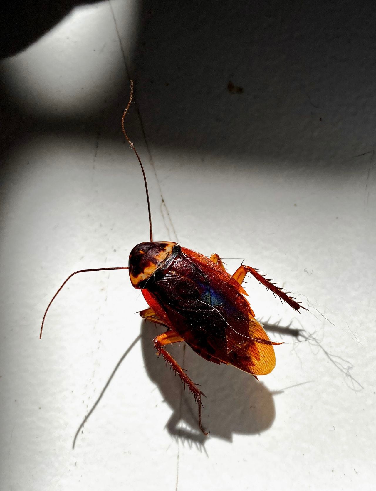 cockroach basking in the sun