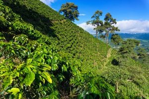 Cafetales en Colombia. Jesse Kraft / Getty Images.