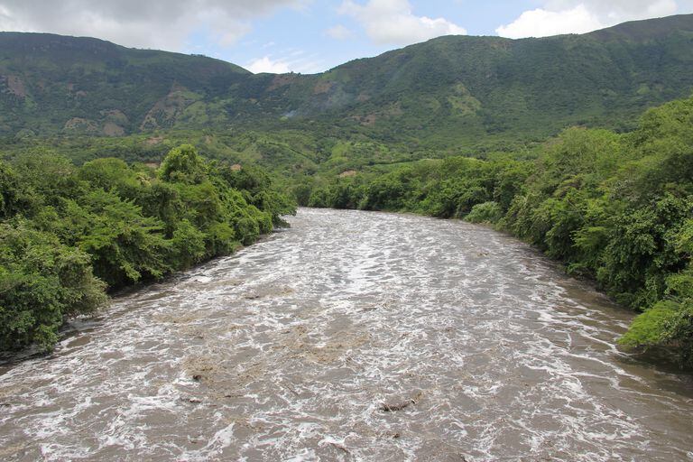 En la cuenca del río Bogotá habitan 542 especies de animales y hay 169 especies de plantas registradas.