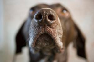 La nariz de los perros no solo capturan aromas, sino que también podrían ser la clave para descifrar la duración de su existencia.