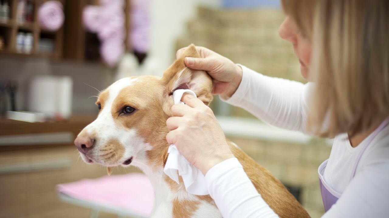 Limpiar orejas de un perro