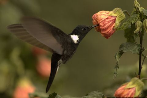 Más 300 especies de aves viven en los ecosistemas de la cuenca río Bogotá, una de sus más grandes riquezas naturales.