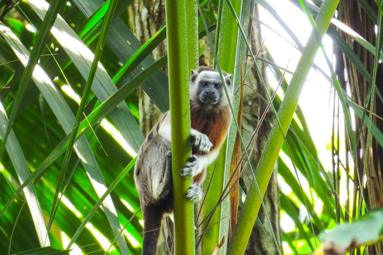 Primates registrados en Ciénaga de la Tortuga en Caldas