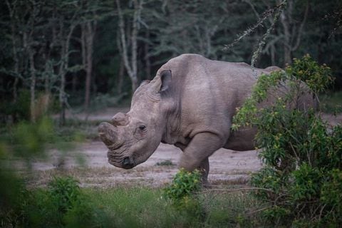 el último rinoceronte blanco del norte macho que queda en el planeta, vive solo en un recinto de 10 acres, con guardias las 24 horas.