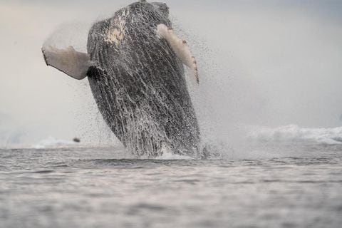 Las ballenas jorobadas son el mayor espectáculo en antartida
