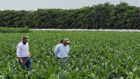 Especial Colombia País Sostenible, Agrobrokers
