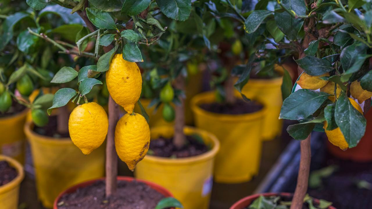 El árbol del limonero sirve como refugio de aves y ayuda a la biodiversidad