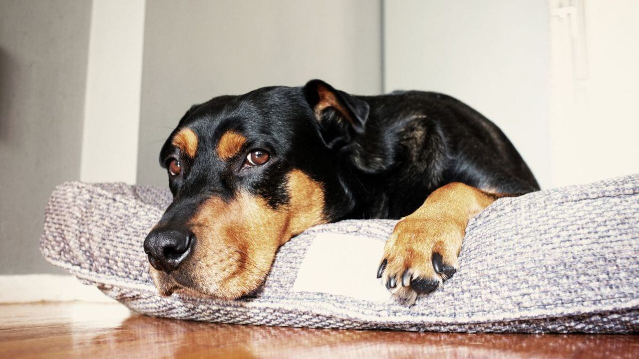 Olores que no les gusta a los perros.